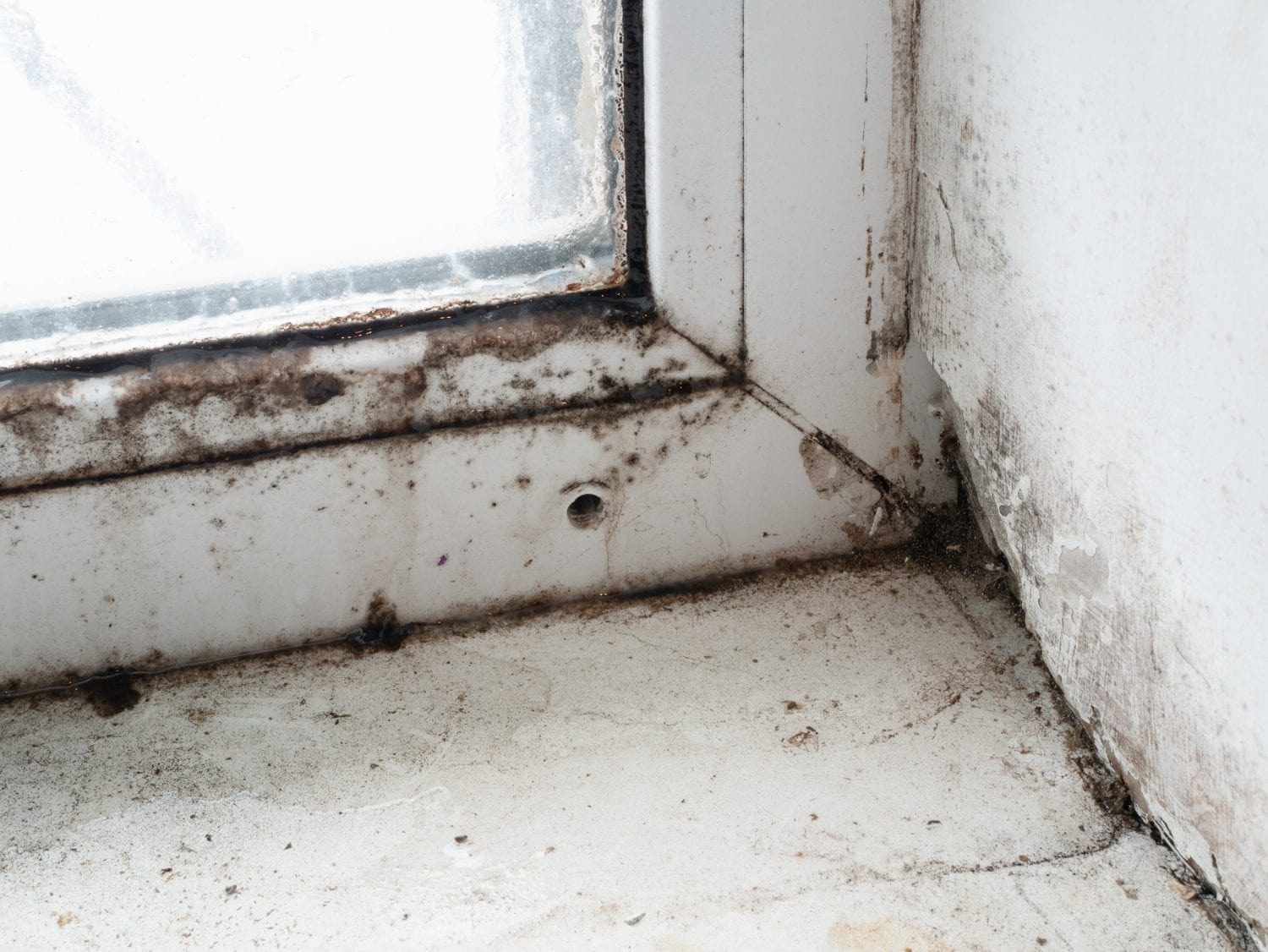 Mold Prevention | Mold | Absolutely Dry, LLC offers mold remediation 